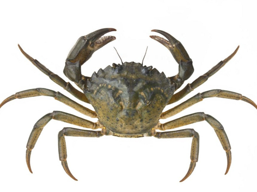 Green Crab