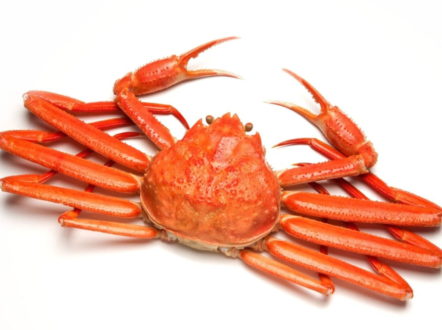 Snow Crab